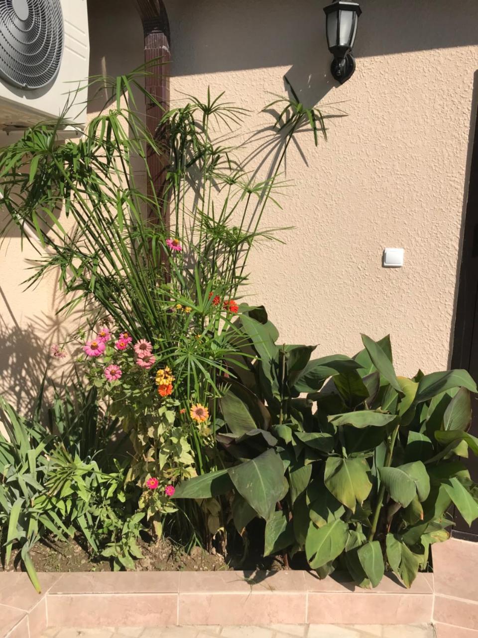 Guest House Palmovaia Gavan Gudauta Exterior photo